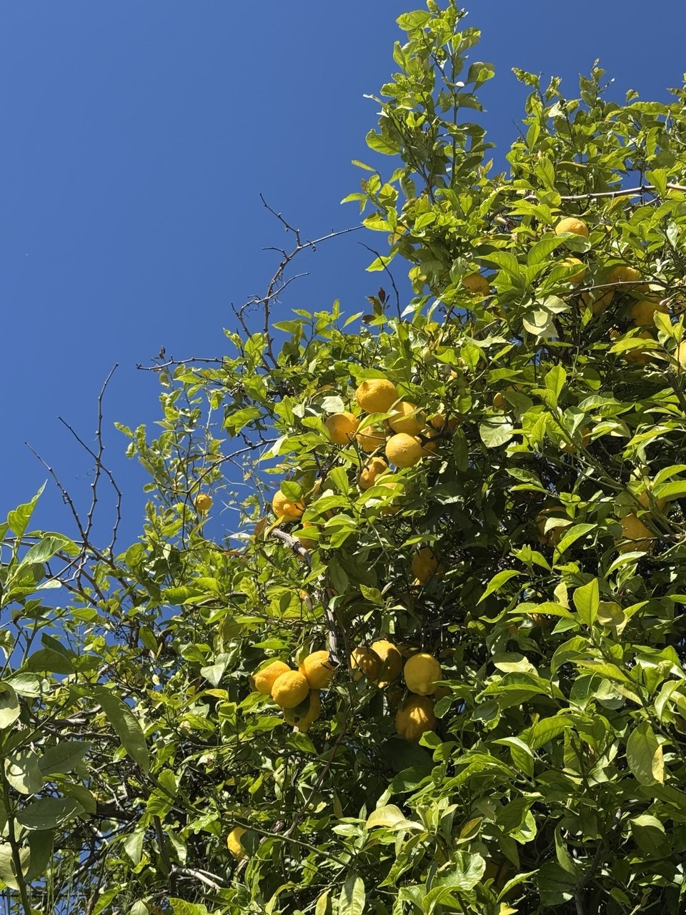 limoni